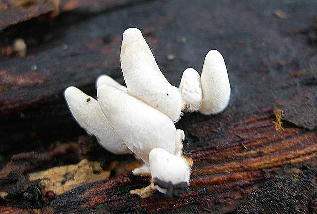 La valle dei funghi sconosciuti